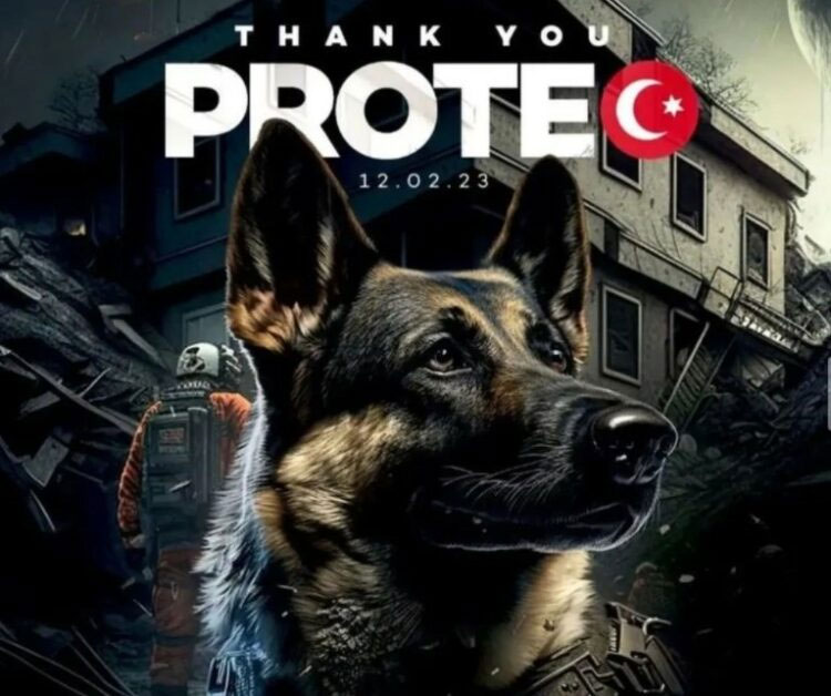 Proteo, anjing penyelamat yang gugur dalam misinya menyelamatkan korban gempa Turki.