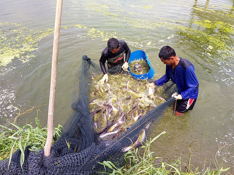 Dua orang pekerja memanen ikan patin yang akan dijadikan ikan salai. Kampung Patin mampu memproduksi 15 ton salai setiap harinya dan meningkatkan perekonomian masyarakat, baru-baru ini.