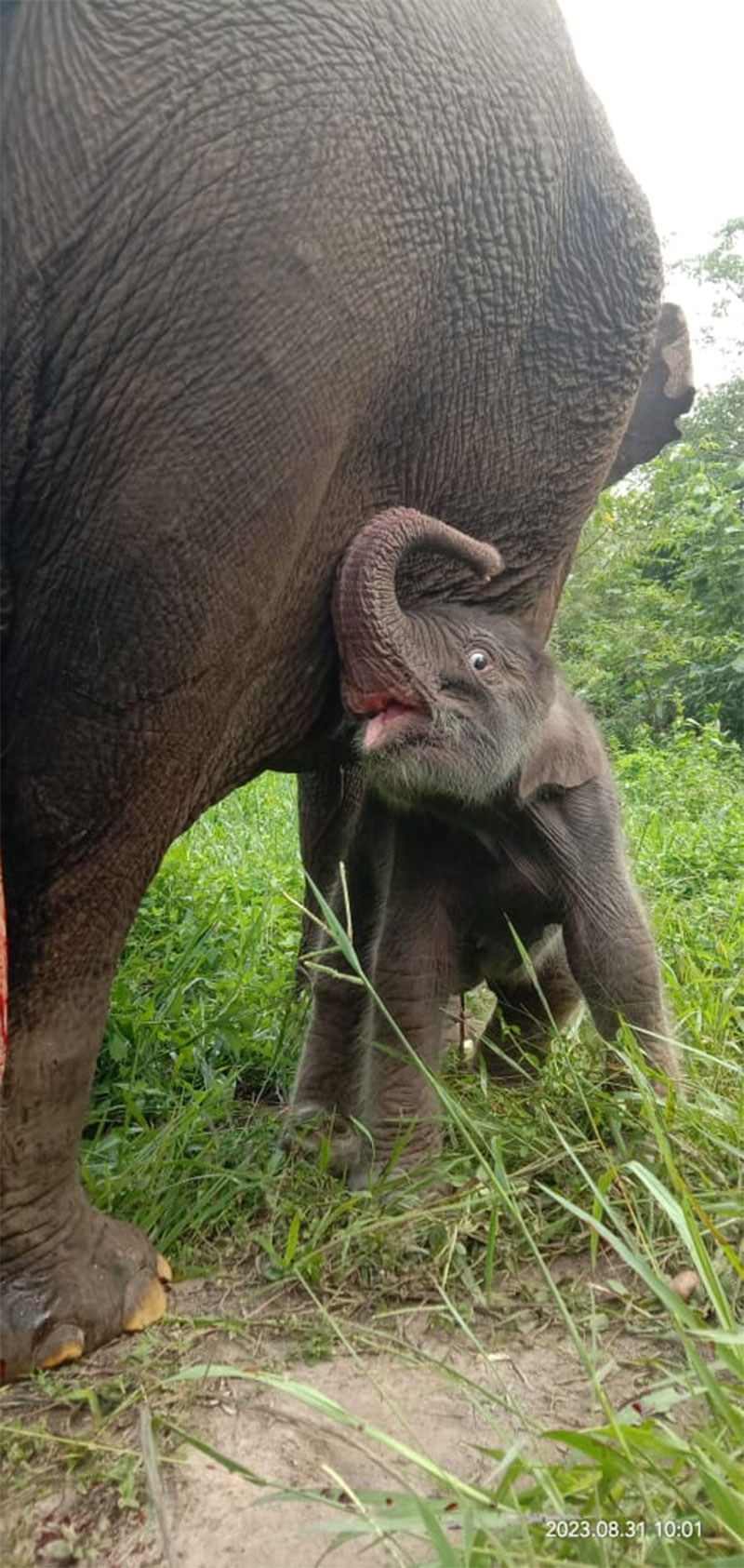 Bayi gajah sumatera berjenis kelamin betina yang baru lahir di Camp Elephants Flying Squad TNTN di Kabupaten Pelalawan, Provinsi Riau.