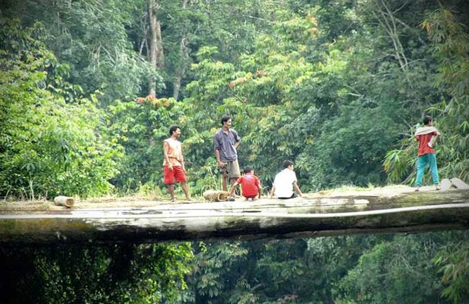 Warga Suku Talang Mamak yang bermukim di kawasan Taman Nasional Bukit Tigapuluh di Indragiri Hulu, menggunakan pohon tumbang sebagai akses menuju perkampungan mereka.