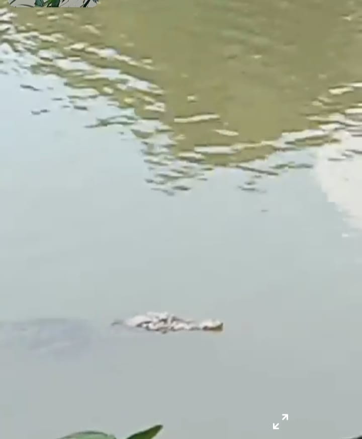 Penampakan buaya di permukaan Sungai Subayang Kuntu, Kecamatan Kamparkiri, Kabupaten Kampar, Senin (7/8/2023).