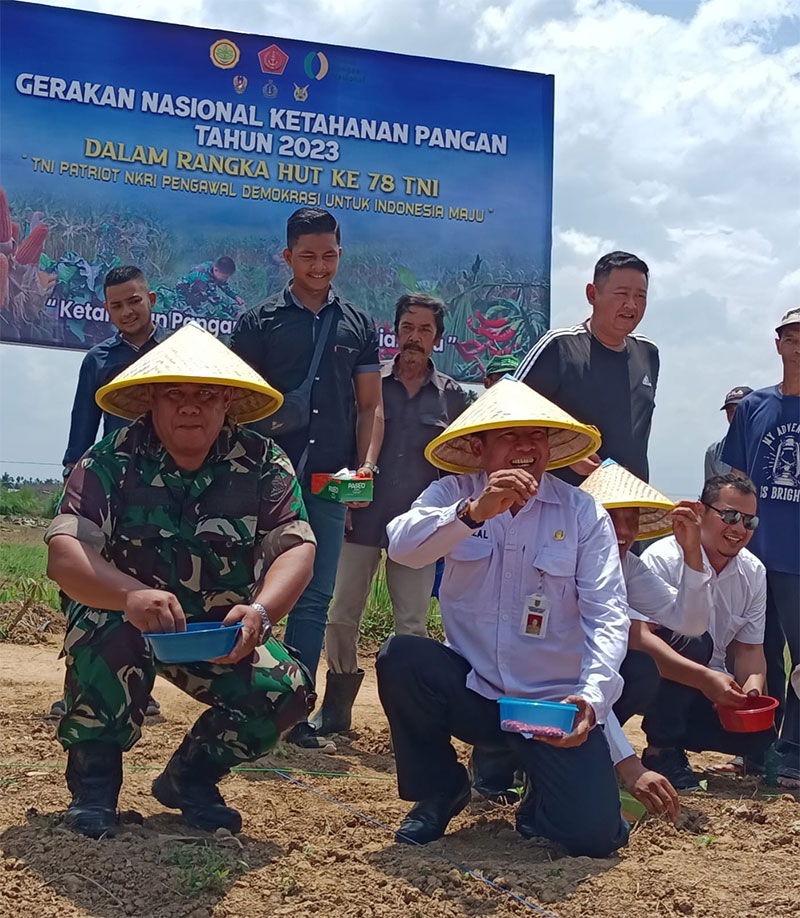 Danramil 01 Kapten Inf H B Sitepu didampingi Sekdakab Inhu Ir H Hendrizal MSi dan pejabat lainnya saat melakukan penanaman bibit jagung di areal ketahanan pangan, Rabu (1/11/2023).