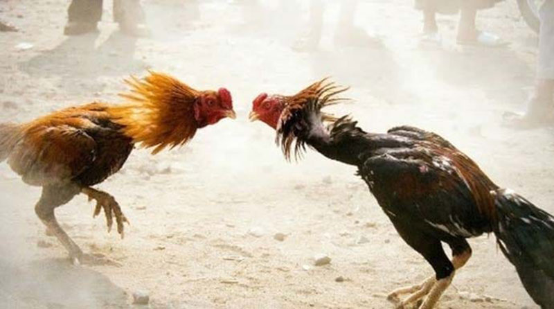 Ilustrasi sabung ayam