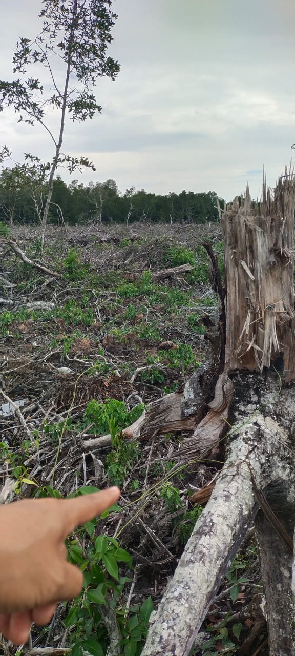 Sedikitnya 2 hektare hutan mangrove di Desa Penebal, Kecamatan Bengkalis diduga ditumbangkan menggunakan alat berat, beberapa waktu lalu. Terhadap pengrusakan pohon mangrove itu warga resmi melaporkannya ke Polres Bengkalis.