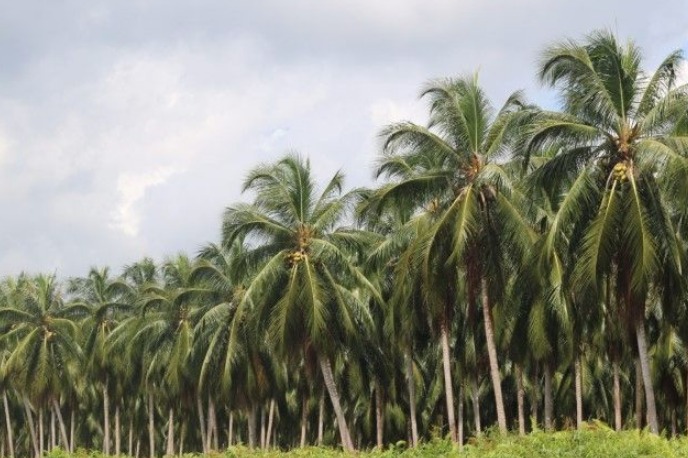 Hamparan perkebunan kelapa dunia.
