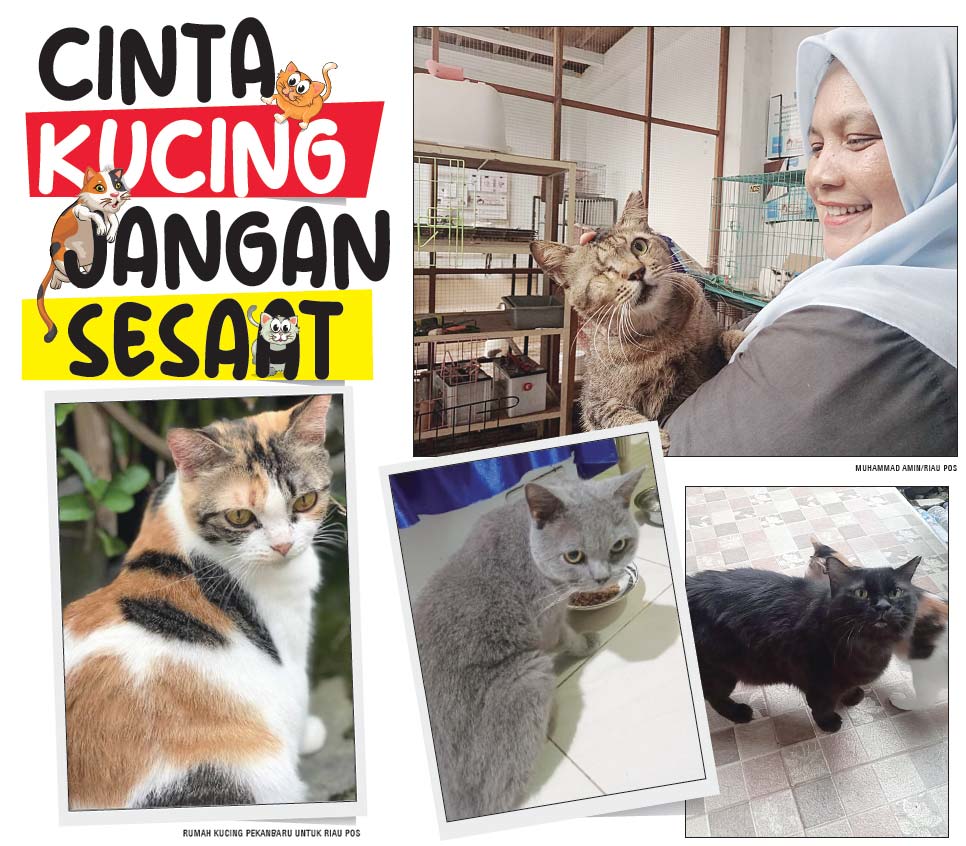 Cinta Kucing Jangan Sesaat