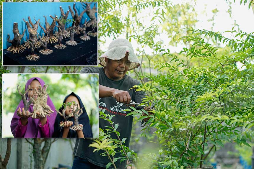 Membonsai Anting Putri, Berdamai dengan Pandemi