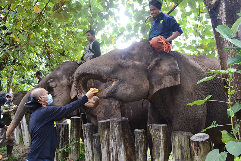 Seorang pengunjung terlihat memberi makan kepada seekor gajah di Flyng Squad Taman Nasional Teso Nilo (TNTN) beberapa waktu lalu.