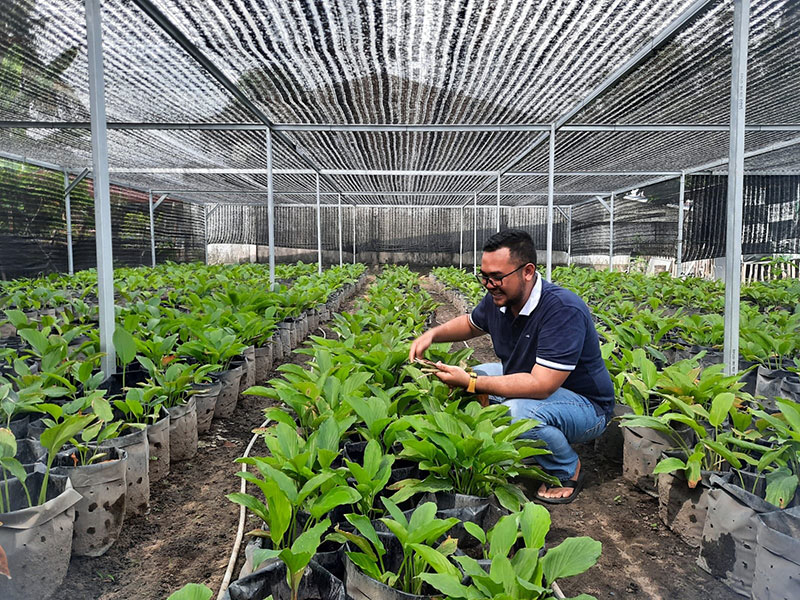 Fauzal, pemuda Kelurahan Pematangkapau, Kecamatan Kulim, Pekanbaru, saat  merawat tanaman kunyit hitamnya, Sabtu (18/6/2022).