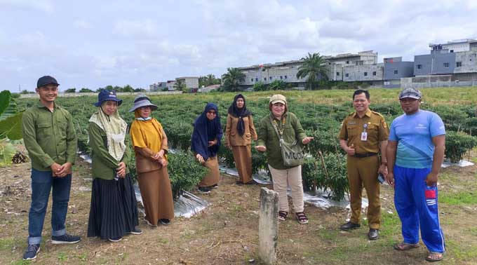 Kadistankan Pekanbaru Firdaus (dua kanan) beserta jajaran meninjau lahan yang ditanami cabai di Jalan Kadiran, Kelurahan Pebatuan, Kecamatan Kulim, Selasa (31/1/2023). Lahan seluas 1 hektare ini menghasilkan 8 ton cabai merah.