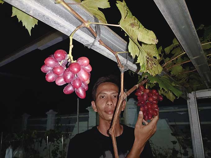 Ahmad Subarjo memperlihatkan salah satu varietas anggurnya yang sedang berbuah.