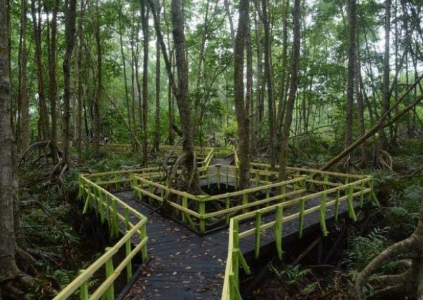 Salah satu bagian Hutan Mangrove di Kabupaten Inhil, Riau.