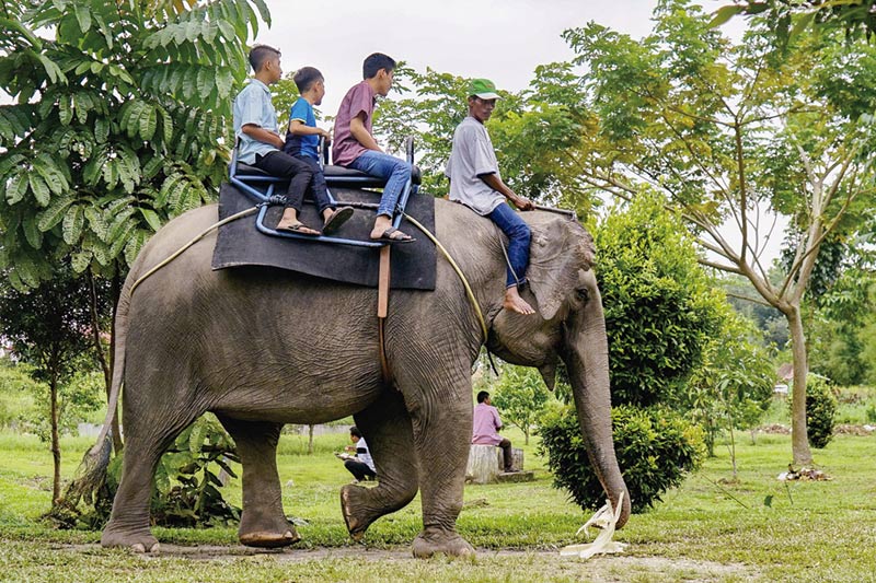 NAIK GAJAH: Pengunjung menunggangi gajah jinak ketika mengisi liburan akhir tahun di Kebun Binatang Kasang Kulim di Kubang Raya, Ahad (29/12/2019). (MHD AKHWAN/RIAUPOS)