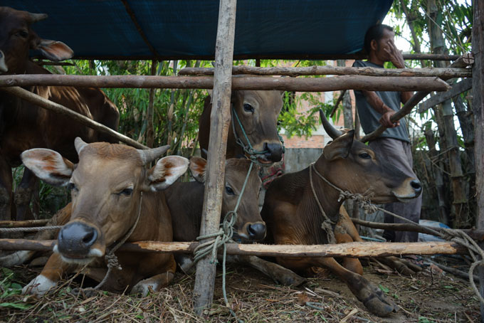 Mr Ucay, pedagang sapi kurban musiman melihat kondisi sapi-sapi yang dijualnya di Jalan Arifin Ahmad, Pekanbaru dalam keadaan sehat untuk keperluan kurban di Hari Raya Iduladha 1444 H, Jumat (26/5/2023). Peternak sapi yang berasal dari Riau ini mengaku sa