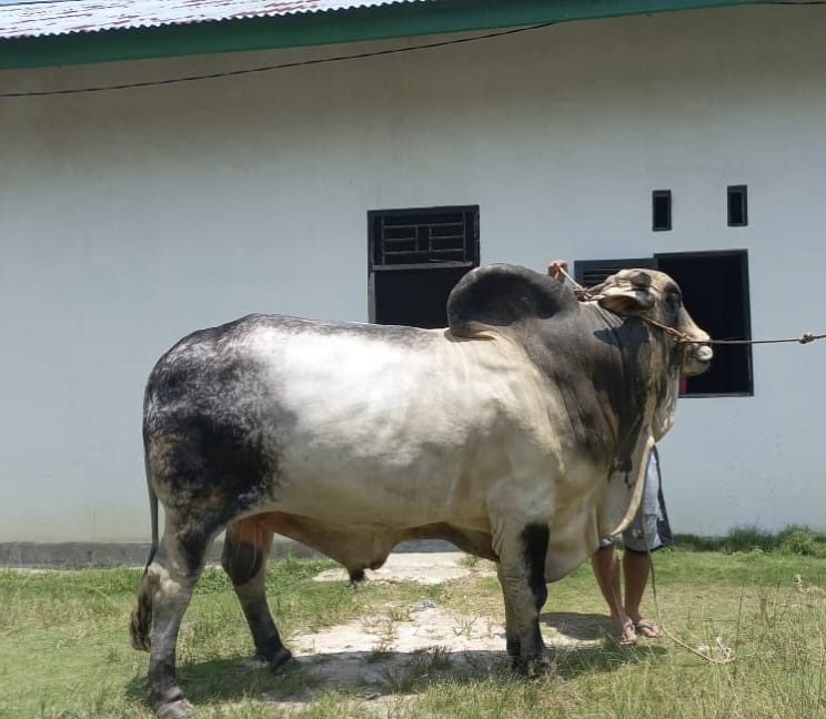 Sapi kurban presiden untuk Provinsi Riau.