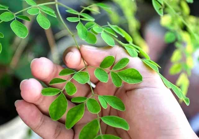 Tanaman kelor mudah tumbuh dan tak perlu perawatan ekstra. Ukuran daun yang kecil sering jadi perumpamaan dunia tak selebar daun kelor.