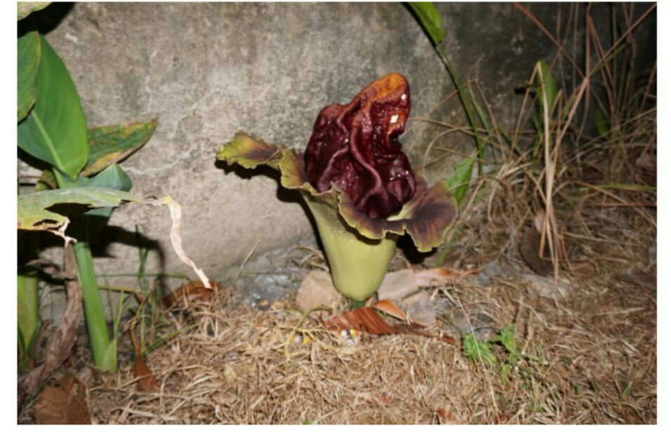 Lia pemilik Bunga Bangkai yang tumbuh di halaman rumahnya yang  berumur sekitar dua pekan.