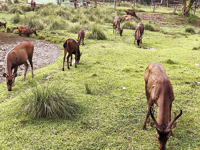 Sejumlah rusa saat berada di ujung Jembatan TASL Siak. Foto diambil beberapa waktu lalu.