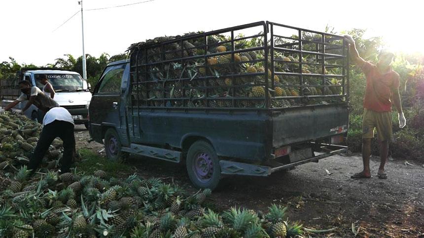 Warga Tanjung Kuras mengangkut hasil panen berupa buah nanas ke dalam mobil.