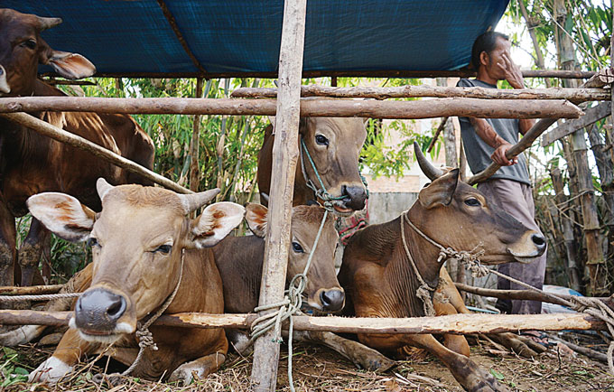Peternak menjaga dan merawat sapi untuk keperluan hewan kurban di Jalan Arifin Achmad, Pekanbaru, beberapa hari lalu. Pedagang sapi musiman mengaku meski harga sapi kurban naik, namun permintaan tahun ini meningkat dari tahun sebelumnya.