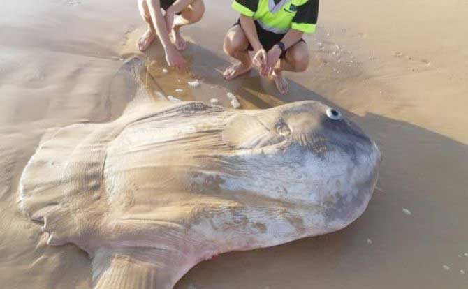 IKAN RAKSASA: Seekor ikan raksasa menjadi viral setelah tersapu di pantai Australia Selatan, Kamis (21/3/2019). (BBC)