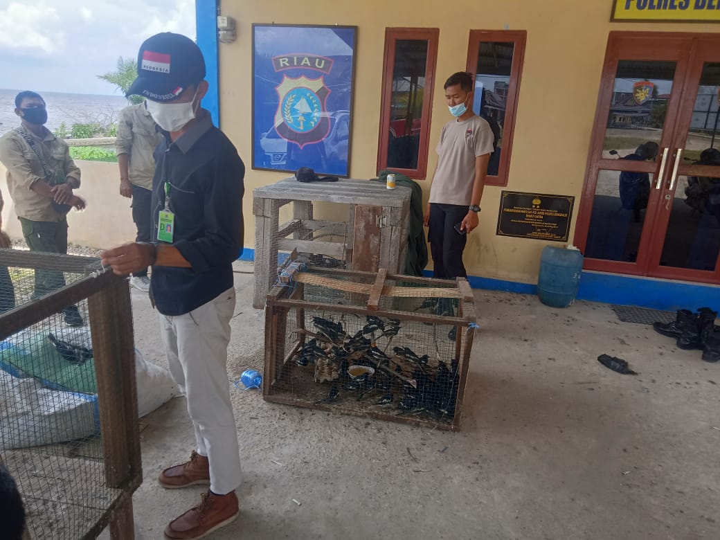 Barang bukti burung Kacer yang diseludupkan dari Malaysia diamankan pihak kepolisian di Bengkalis, Riau, Selasa (1/6/2021).