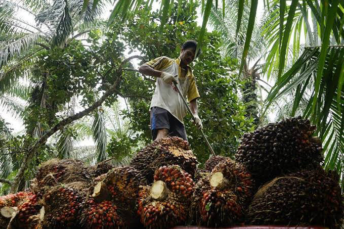Petani sawit Riau saat mengumpulkan buah sawit yang baru saja dipanen. (Dok Riaupos.co)