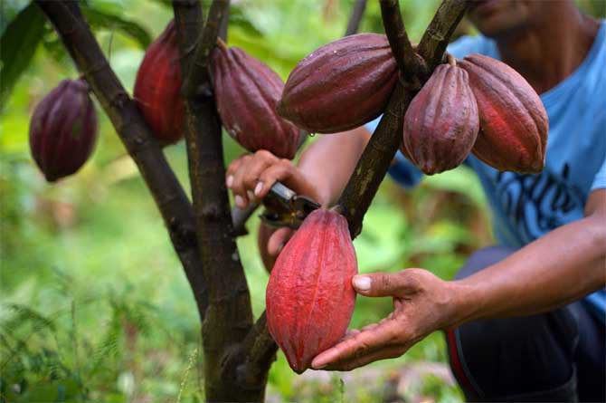 Salah seorang petani memetik buah kakao dari batang.