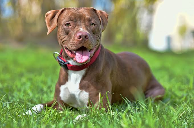ILUSTRASI