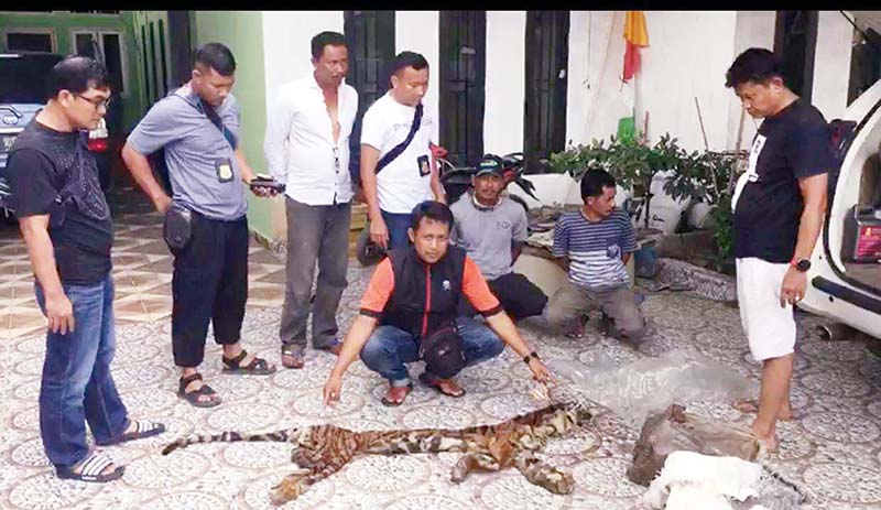 Polda Riau menyita barang bukti selembar kulit, empat taring dan satu karung tulang belulang harimau sumatera yang disita dari tiga tersangka di Pasir Penyu, Inhu, Sabtu (15/2/2020). (Humas Polda Riau for Riau Pos)