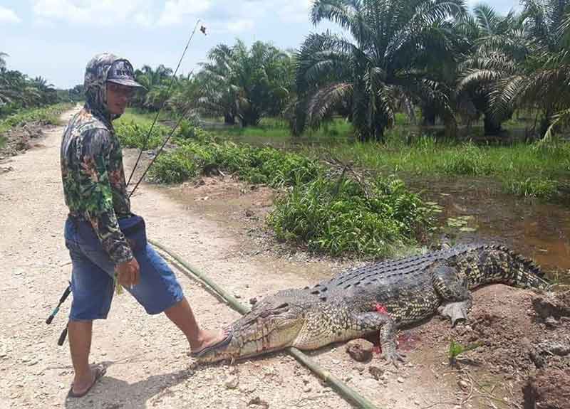 Seorang pemancing ikan yang berhasil menaklukkan buaya yang mengejarnya saat memancing di areal  PT Panca Agro Lestari (PAS) di Kecamatan Batang Gansal Kabupaten Indragiri Hulu (Inhu), yang viral di media sosial (MEDSOS RULLY ADITYA)