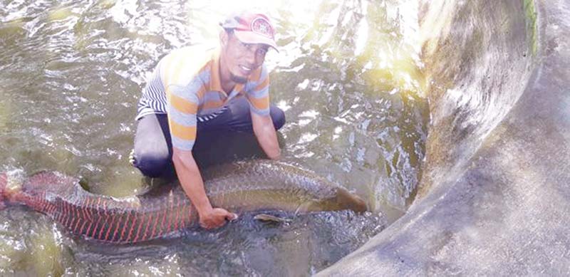 Ikan Arapaima Gigas yang berasal dari danau amazone di Tibelat Farm. (Dalil Harahap/rpg)