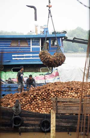 Aktivitas bongkar muat kelapa disalah satu tempat penampungan kelapa di Desa Sungai Luar, Kecamatan Batang Tuaka, beberapa hari lalu. 