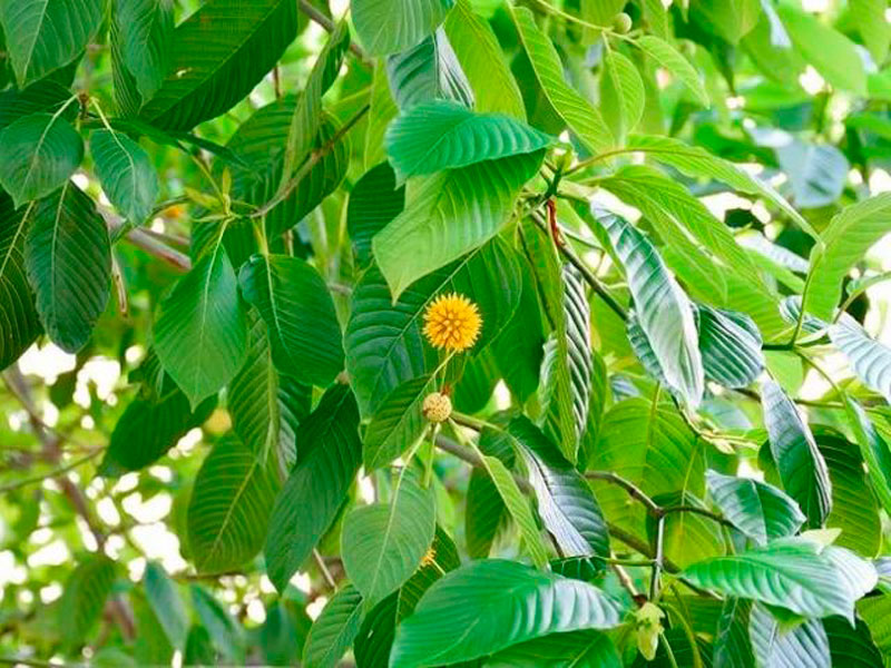 Kratom menjadi tumpuan baru dan besar bagi masyarakat Kalbar. Bukan hanya mengambilnya dari hutan, mereka juga sudah menanam atau membudidayakan. (DOK JAWA POS GROUP)