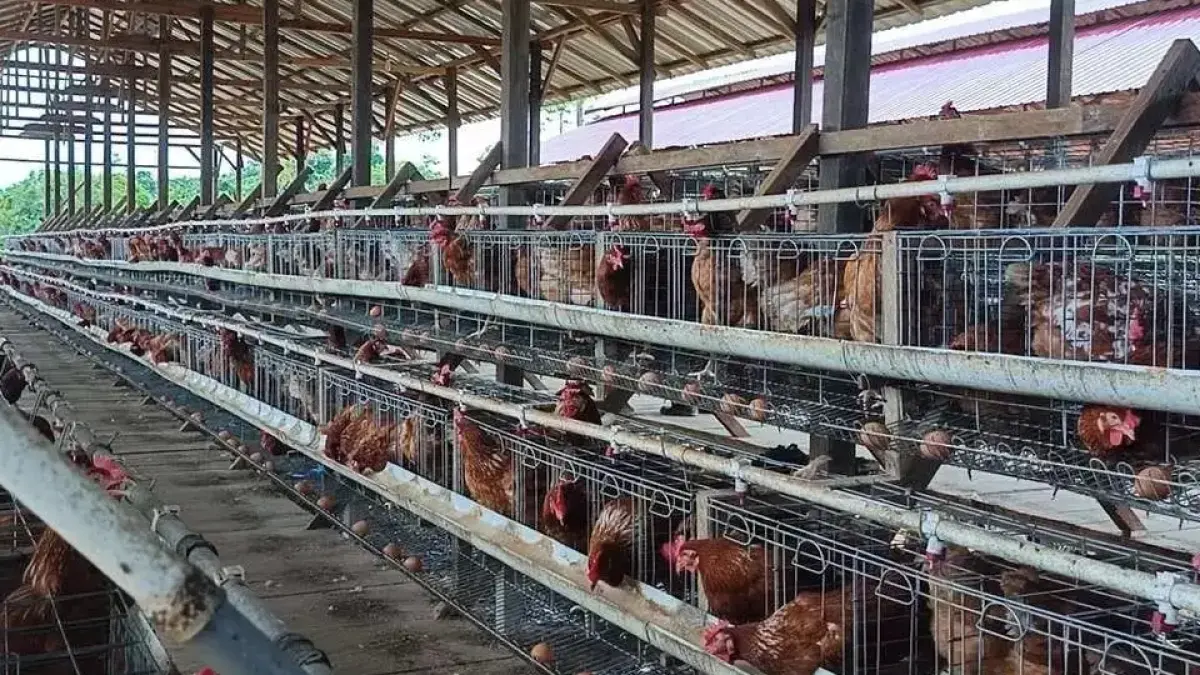  Pemkot Samarinda mempersiapkan kawasan Palaran sebagai sentra produksi daging dan telur untuk memperkuat ketahanan pangan.