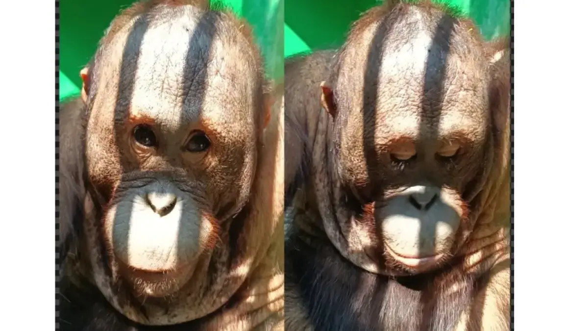 Salah satu individu Orangutan terdampak Karhutla di KHDTK Samboja Kukar yang saat ini dipindahkan ke kandang evakuasi Wildlife Emergency Unit (WRU) BKSDA Kaltim, Kamis 3 September 2026. (Muhamad Yamin/Prokal.co)