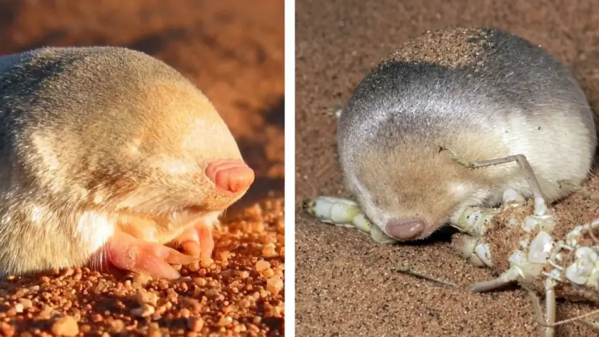 Tikus mole emas (golden mole)