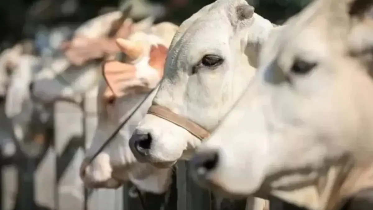 ilustrasi sapi.