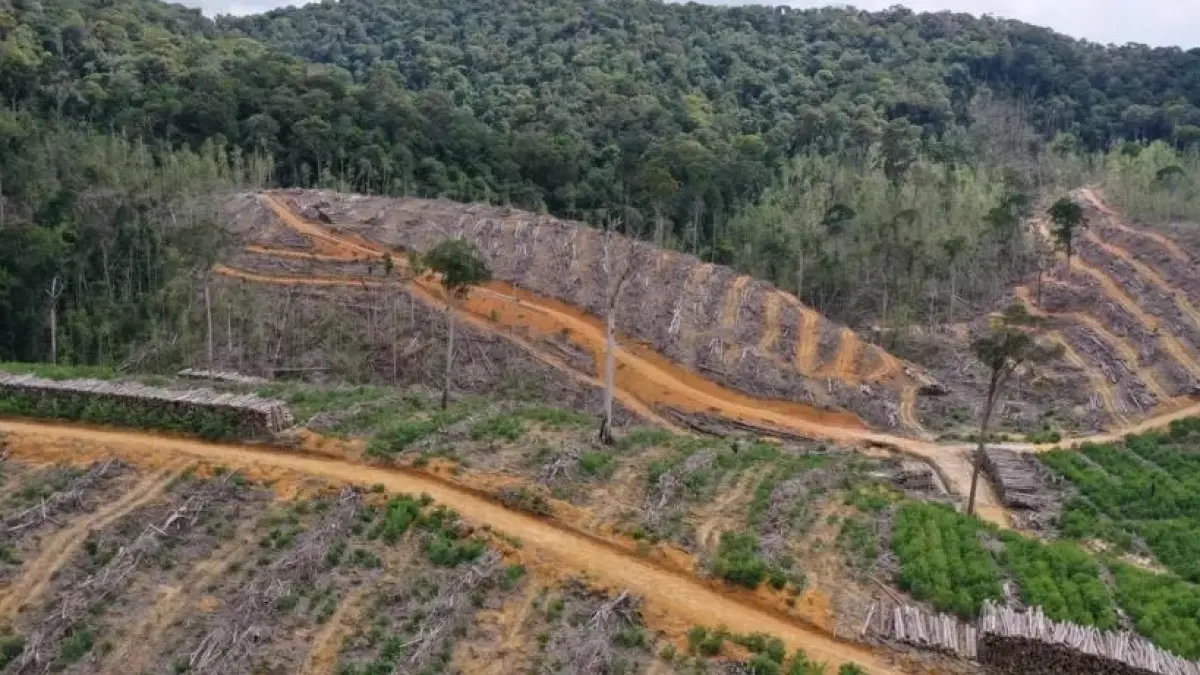Pembukaan hutan di Kalimantan.