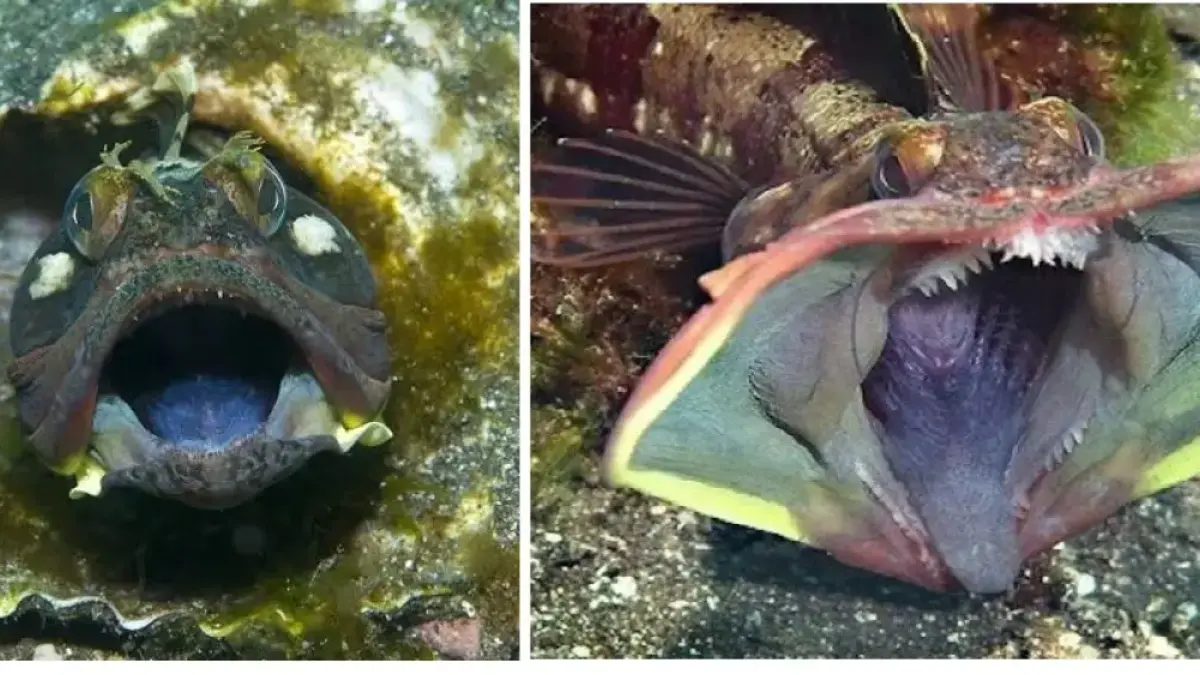 Sarcastic Fringehead (Neoclinus blanchardi)