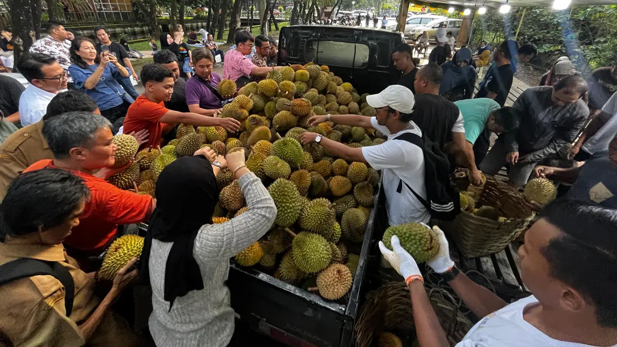 Warga memperebutkan Durian Jemongko, beberapa waktu lalu. (DOK PONTIANAK POST)