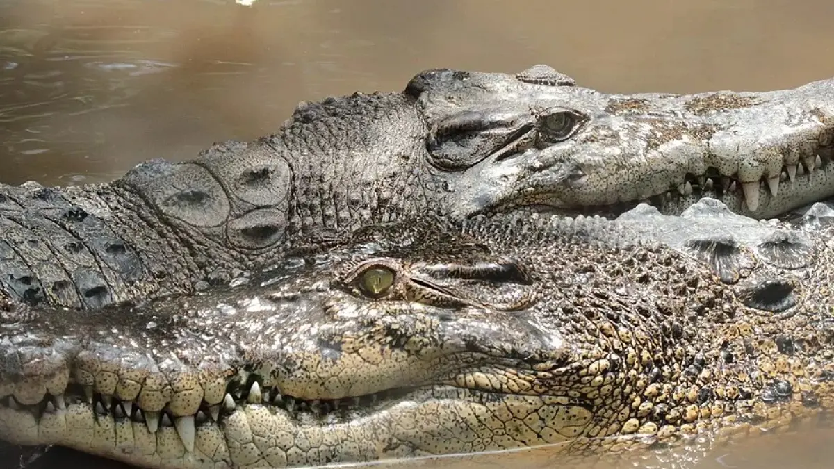 ilustrasi buaya