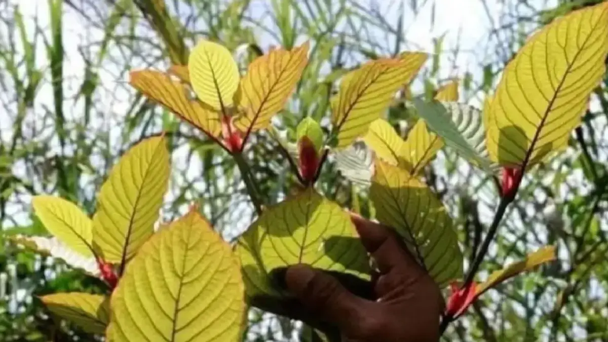 Tumbuhan kratom banyak terdapat dan tumbuh di sepanjang Sungai Karang Mumus. Sungai ini mengalir mulai Kabupaten Kukar hingga Samarinda.