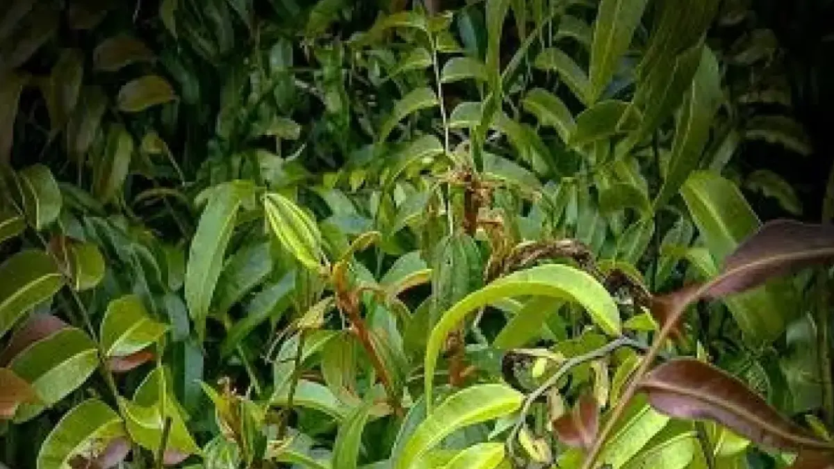 Kelakai