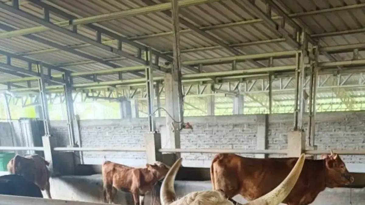 PERMINTAAN BANYAK: Sapi asal NTB dikirim ke berbagai daerah, di Indonesia untuk memenuhi kebutuhan hewan kurban, menjelang perayaan Iduladha. (DISNAKKESWAN NTB FOR LOMBOK POST)