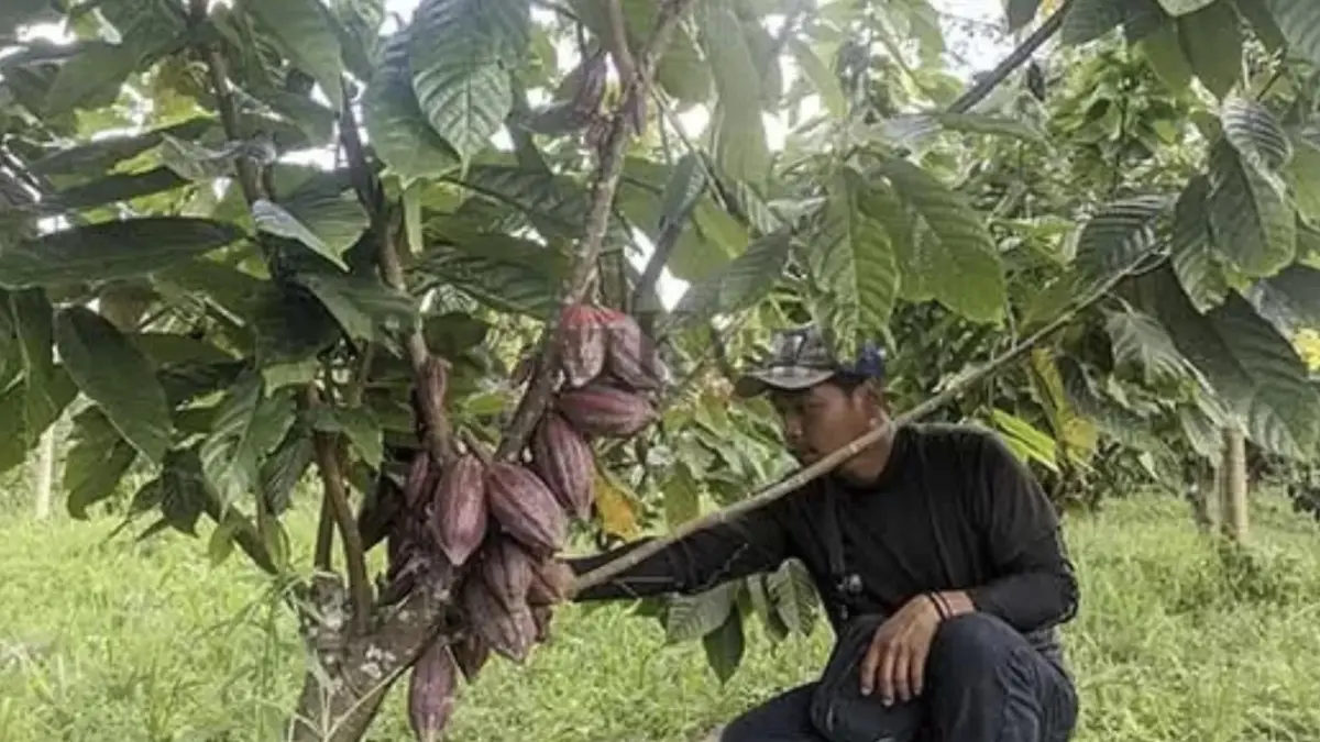 KEMBANGKAN KAKAO: Disbub Berau mendorong pengembangan kakao dengan sistem agroforestri untuk menjaga produktivitas lahan sekaligus membuka sumber pendapatan lain bagi petani. (BERAU POST)