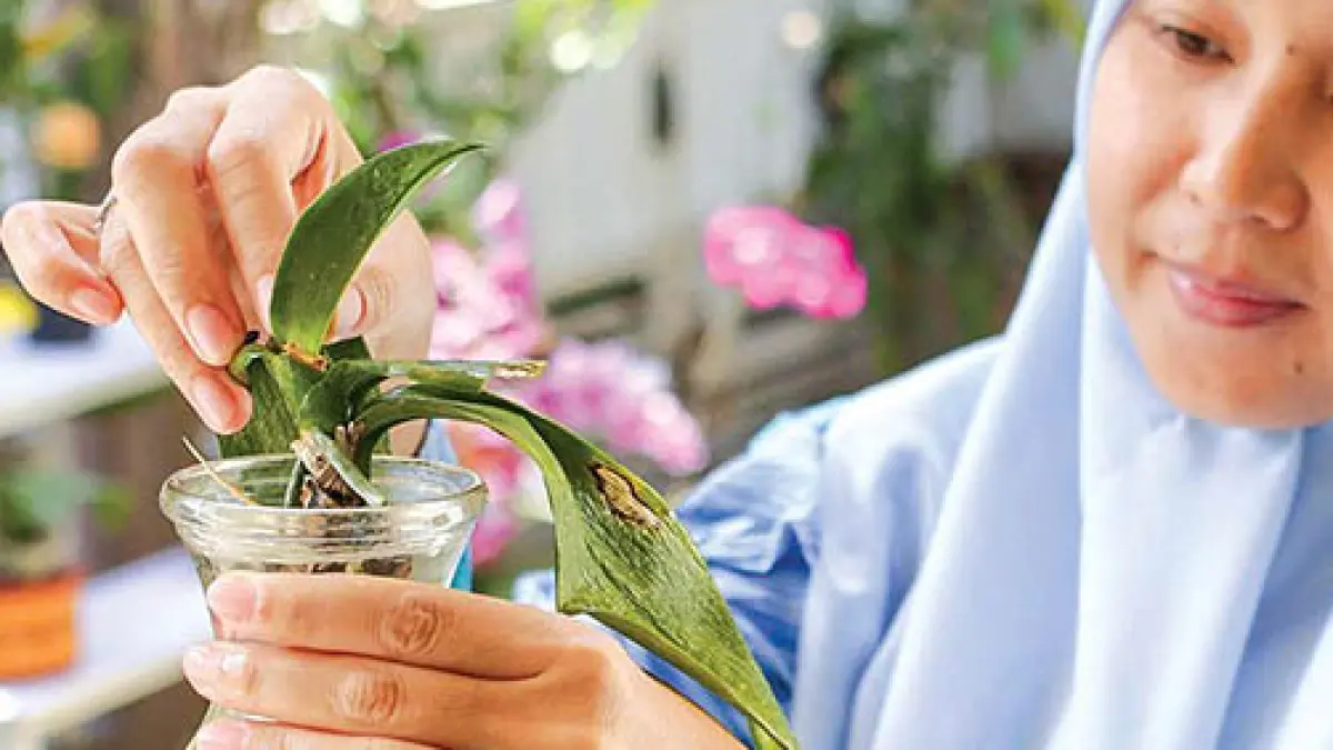Anggrek Phalaenopsis hybrid diperbanyak dengan menggunakan media air.