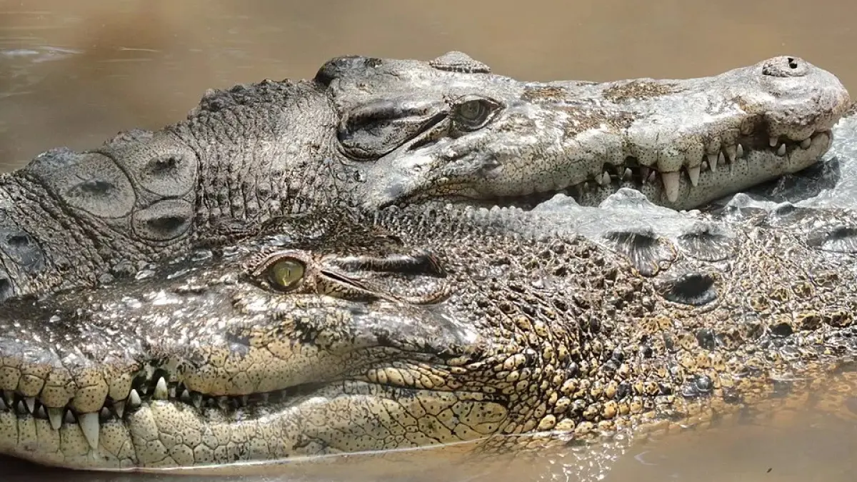 ilustrasi buaya