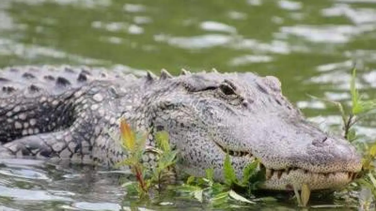 ilustrasi buaya